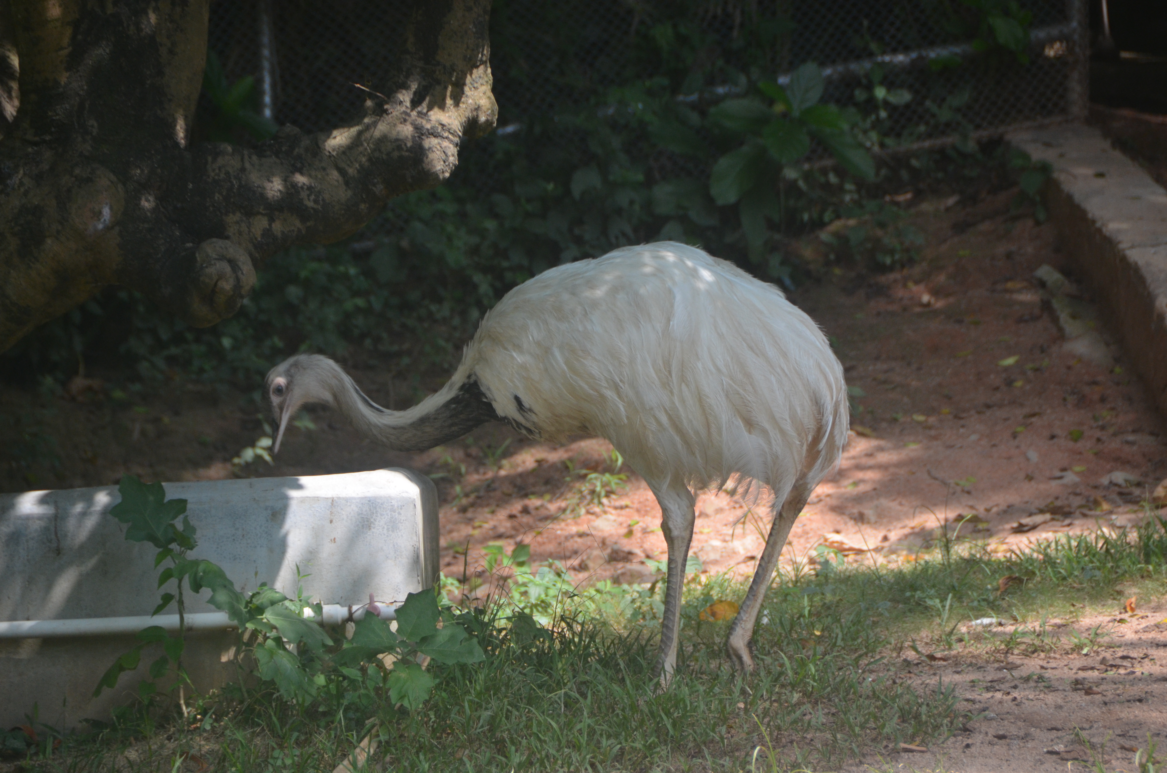 美洲鴕鳥園