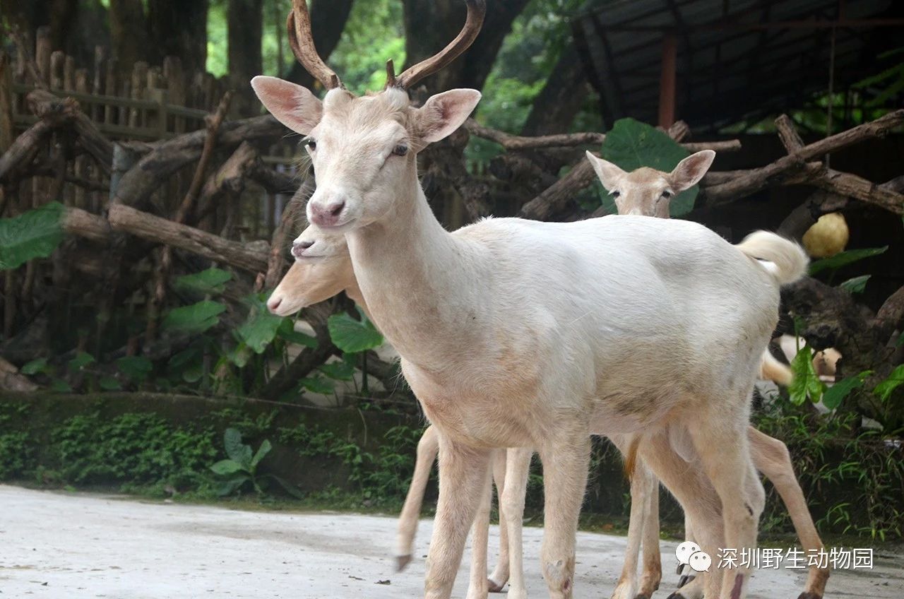 小黇鹿