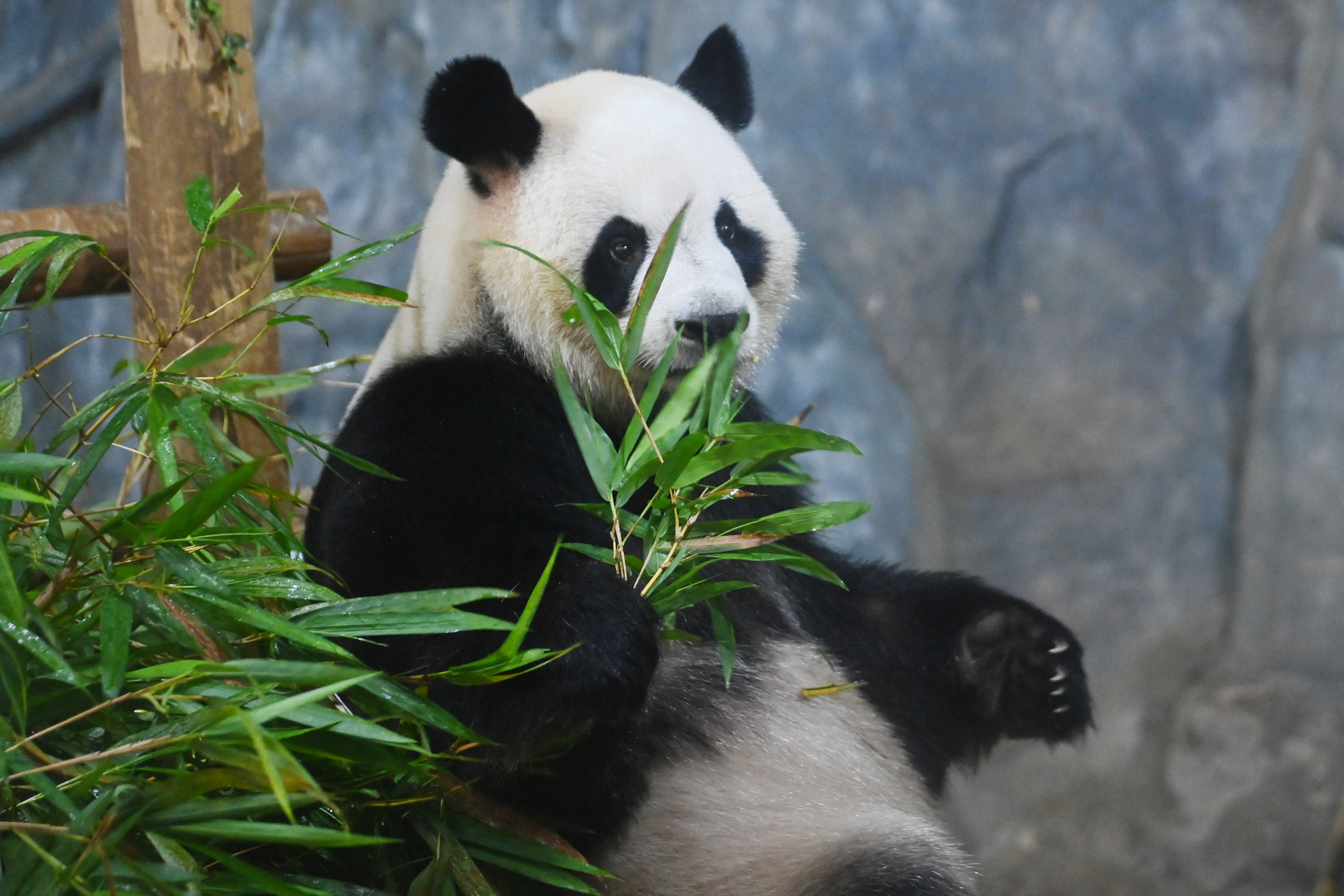 熊貓莊園