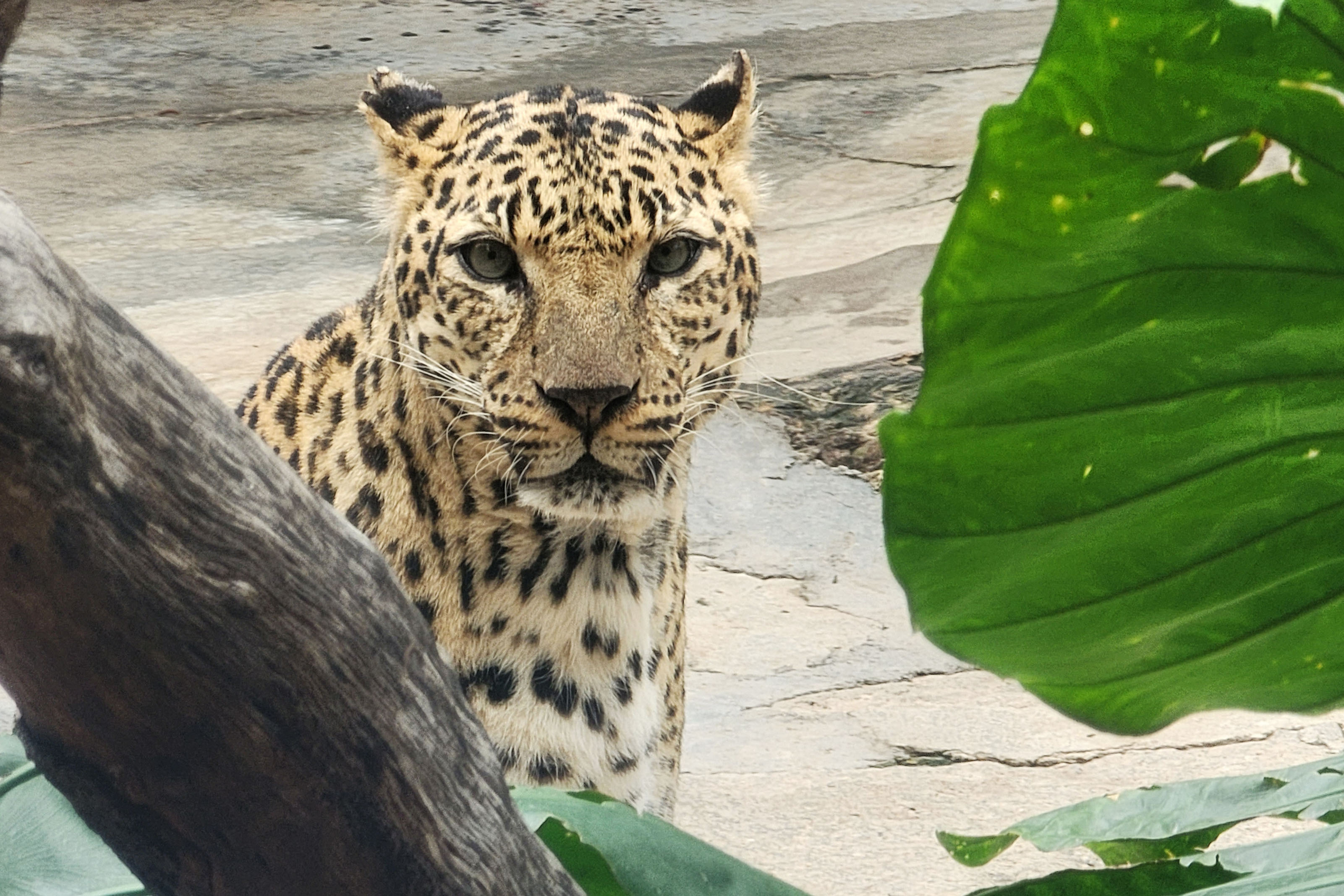 中型猛獸館